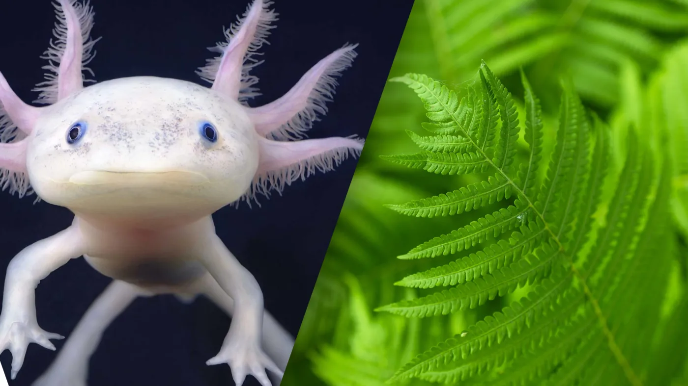 QUIZ z biologii na poziomie liceum. Sprawdź, ile pamiętasz