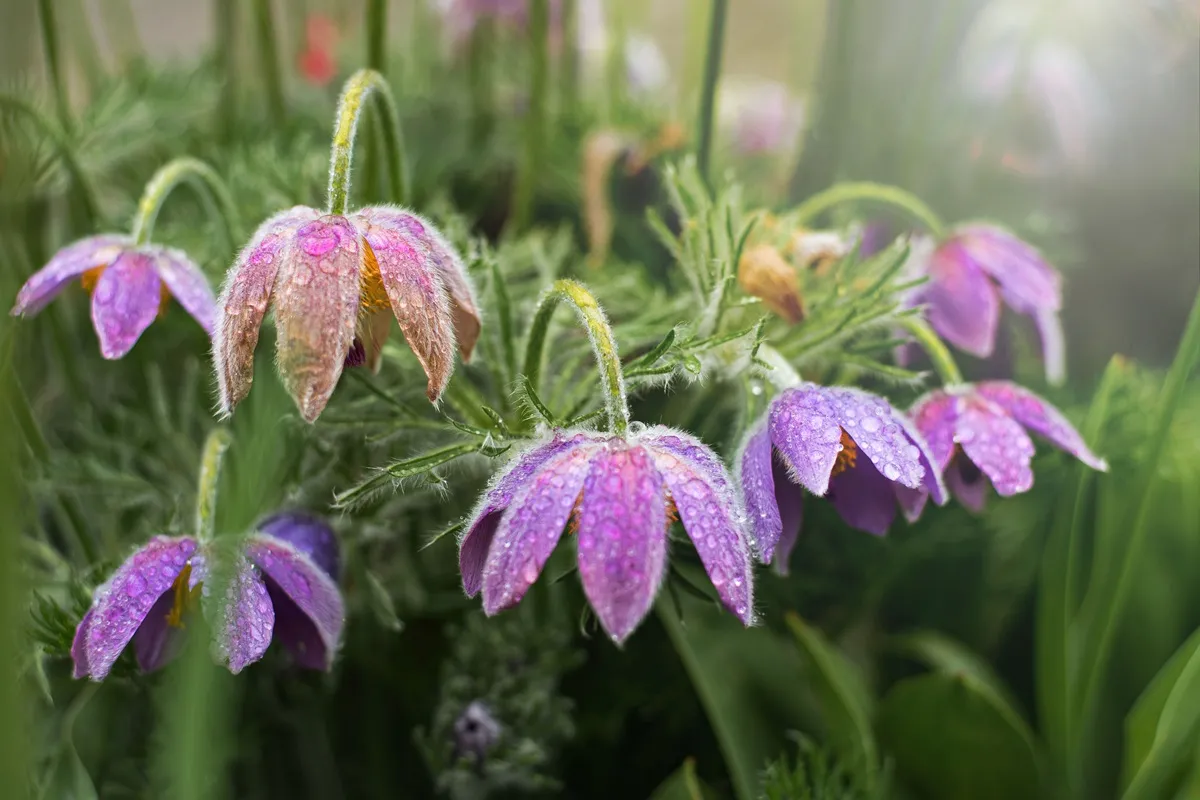 kwiaty kwitnące wiosną w ogrodzie sasanka
