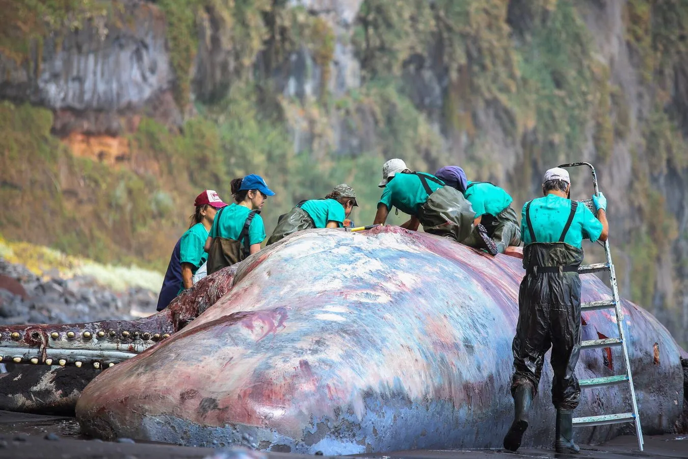 Niezwykłe odkrycie naukowców. Martwy wieloryb skrywał skarb wart pół miliona dolarów