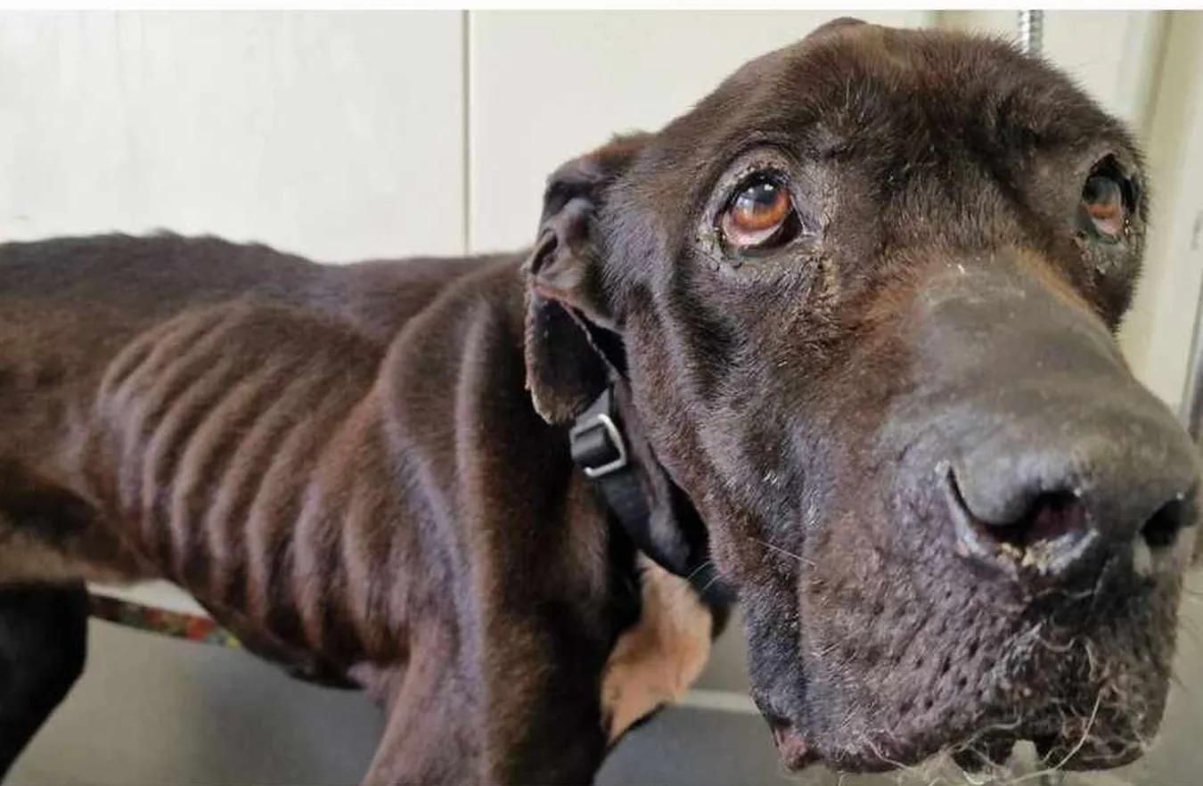 Adoptowała psa, nad którym później się znęcała