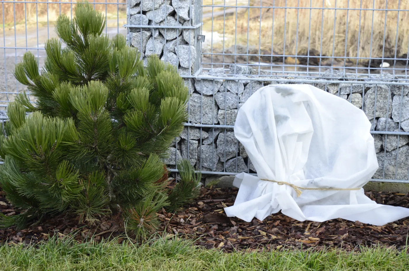 Jak zabezpieczyć rośliny przed przymrozkami? Sprawdzone metody