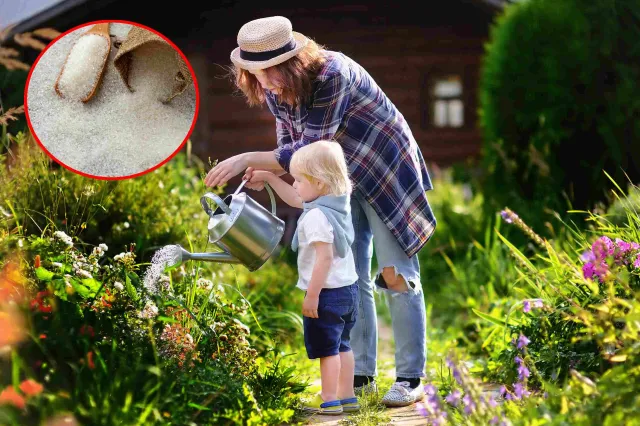 Wystarczy rozpuścić w wodzie i podlewać tym rośliny. Będą rosły jak szalone