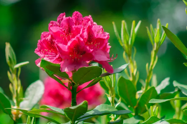 Zastosuj taki nawóz, a różanecznik stanie się ozdobą ogrodu