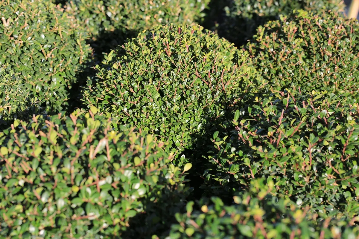 ostrokrzew-karbowanolistny-zamiast-bukszpanu-38245333.jpg