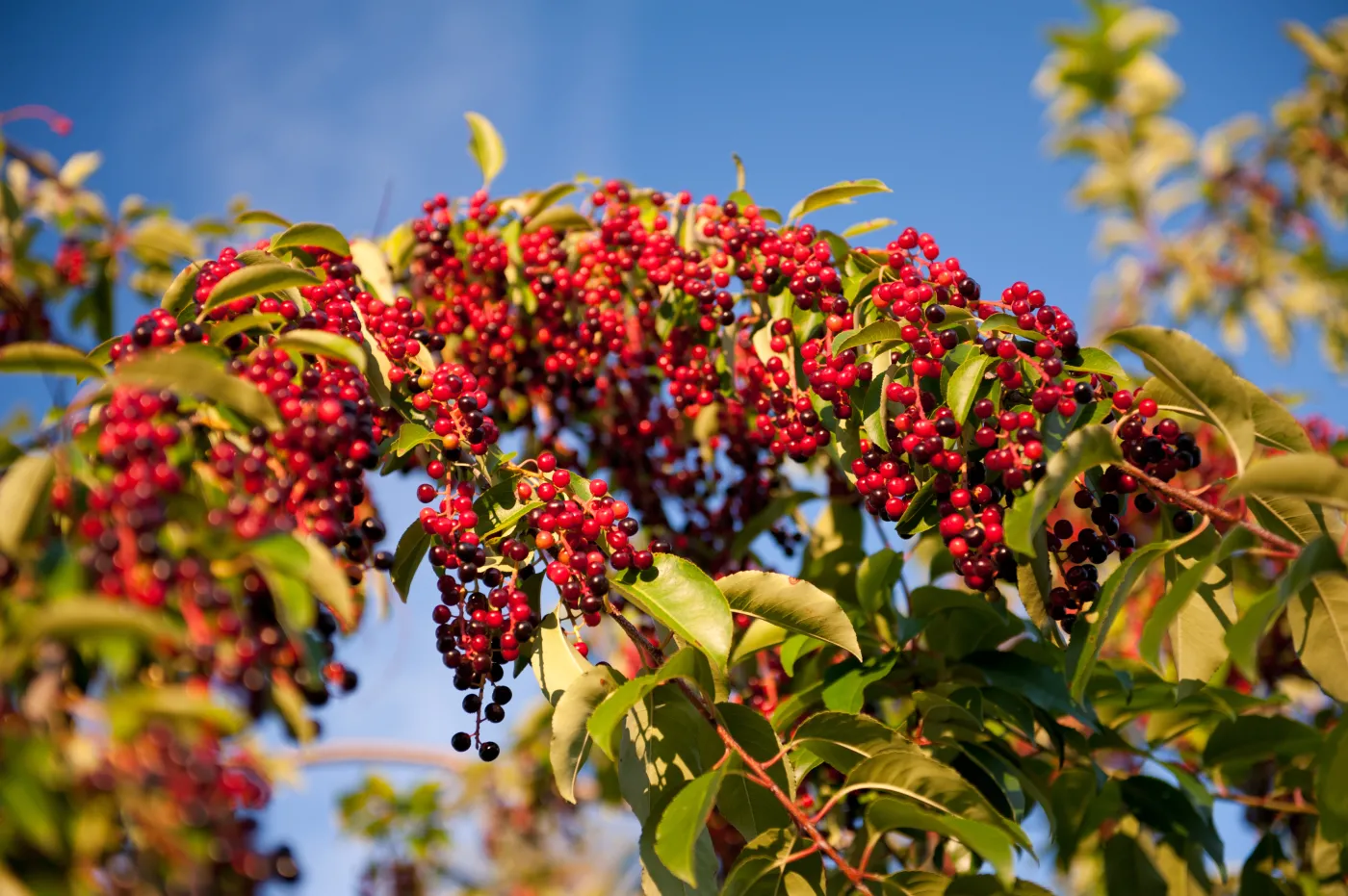 Prunus,Serotina,Fruits,Bunches,,Red,Clusters,Sag,On,Twig,And