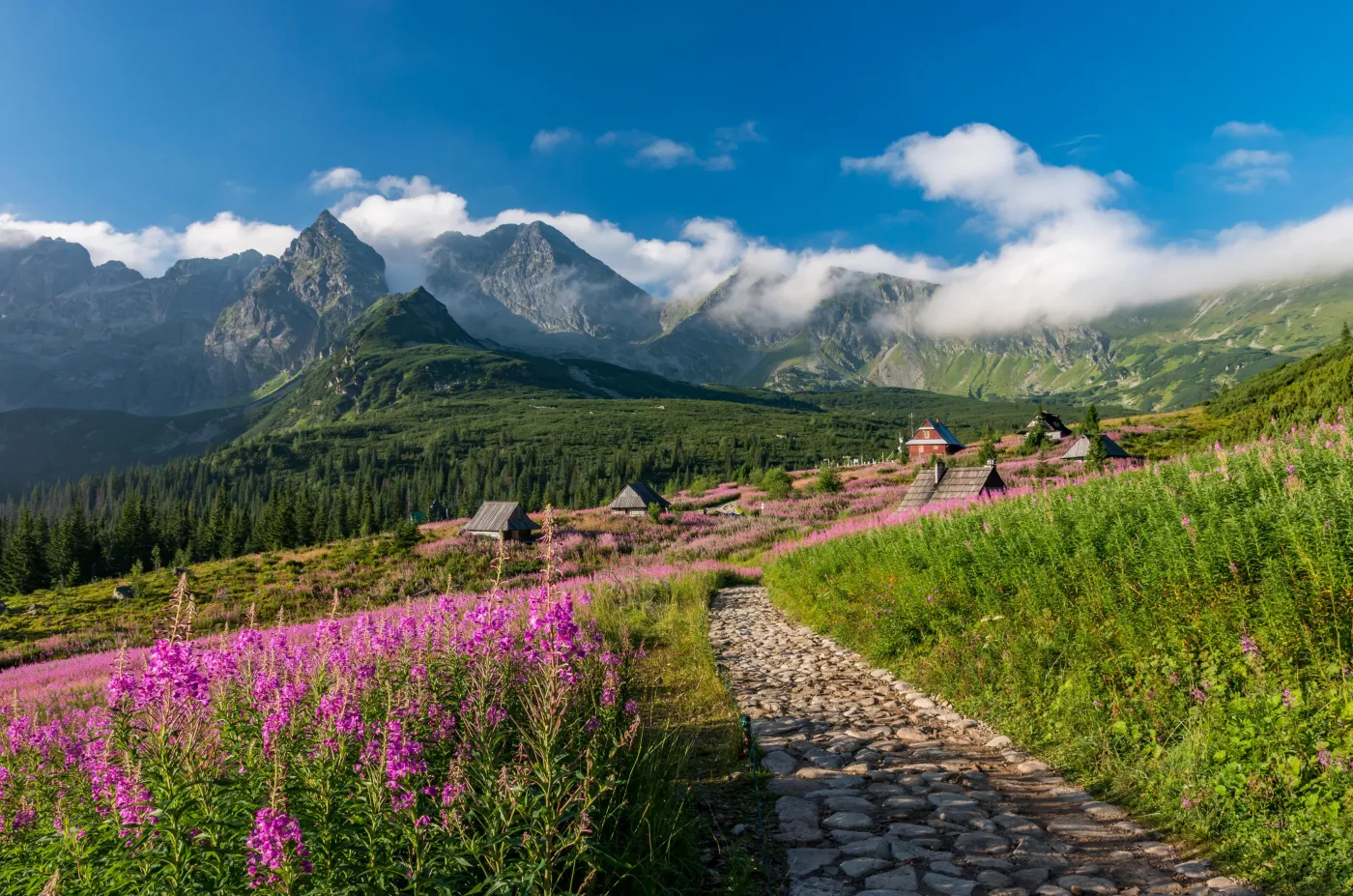 Wierzbówka kiprzyca Tatry Hala Gąsienicowa 