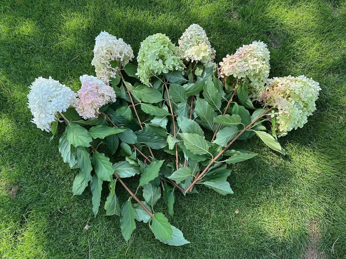 jak-zasuszyc-hortensje-aby-nie-stracily-koloru-38274319.jpg