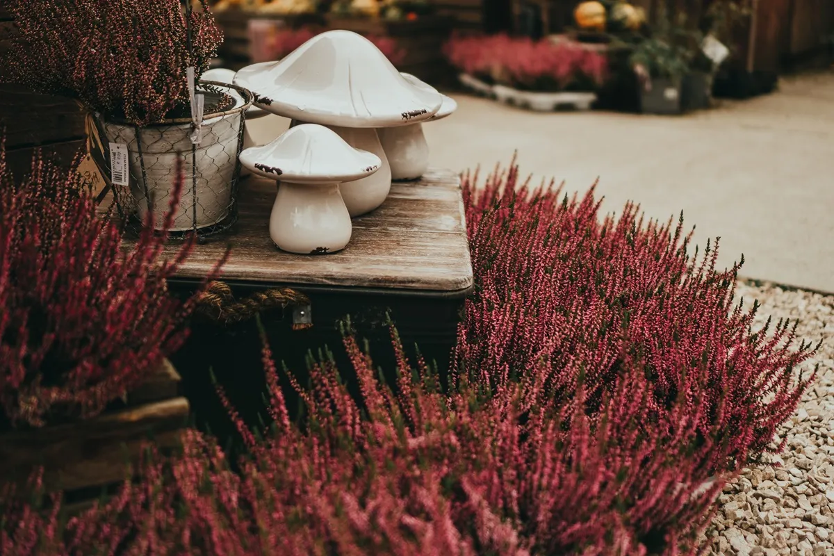 Wrzosy w domu - inspiracje [ZDJĘCIA]