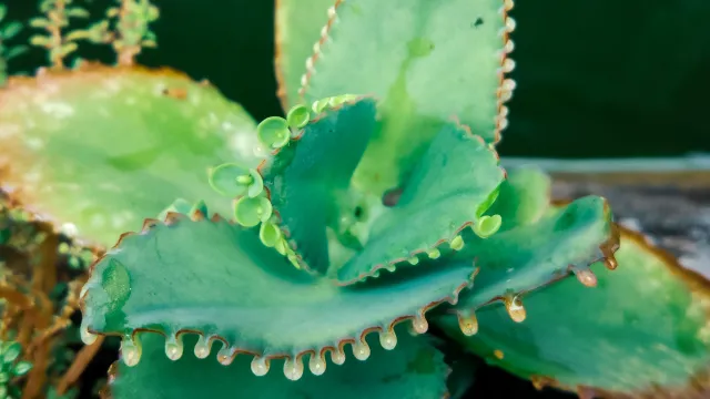 Ta roślina rozrasta się błyskawicznie. Jak dbać o żyworódkę, by pięknie rosła