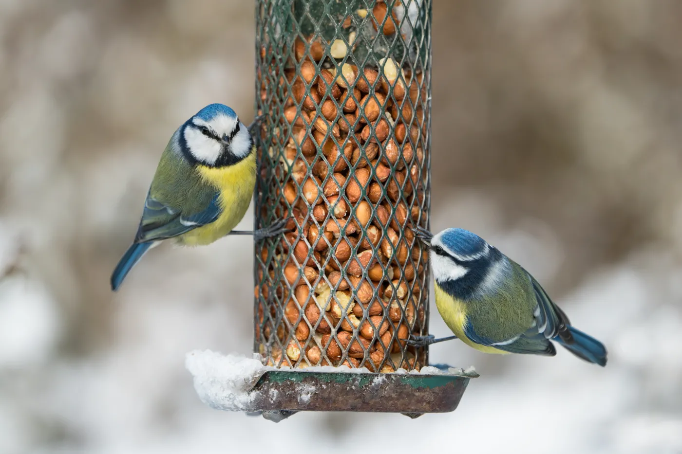 sikorki ptaki dokarmianie ptaków zimą sikorek Two,Cute,Blue,Tit,Birds,Sitting,On,A,Bird,Feeder