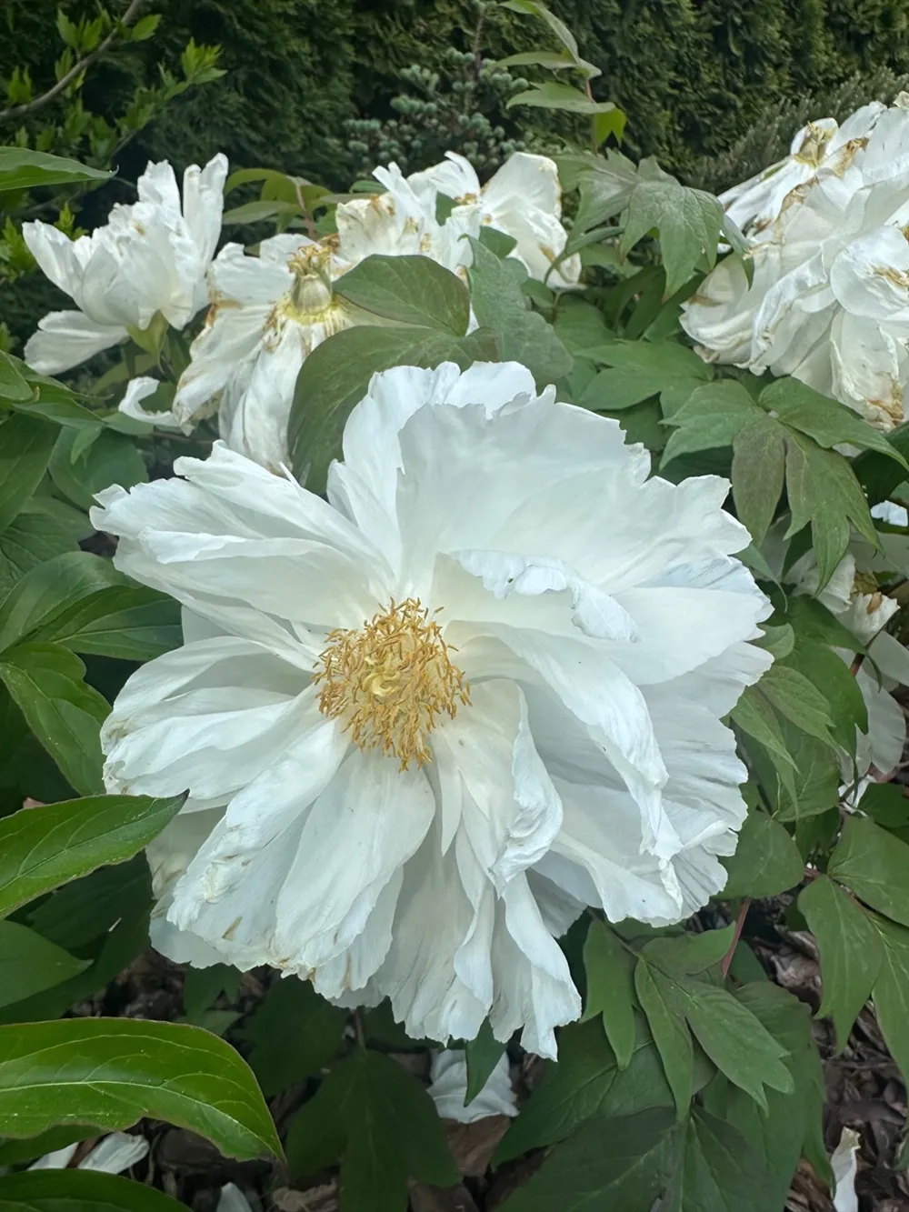 piwonia-drzewiasta-peonia-czy-obrywac-kwiaty-38491645.jpg