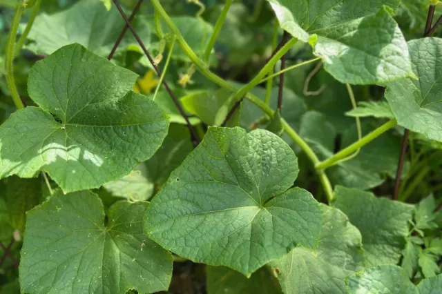 Czym pryskać mączniaka na ogórkach? Domowy sposób zwalczania