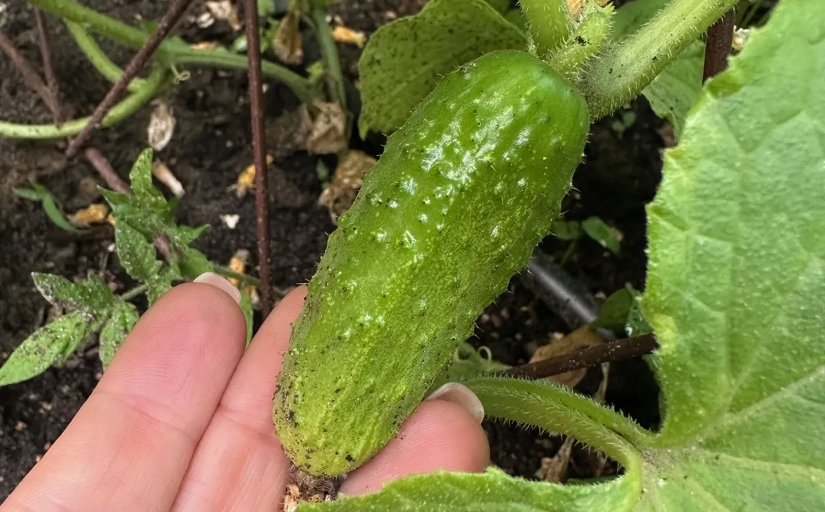 Ile soli na litr wody do ogórków małosolnych?