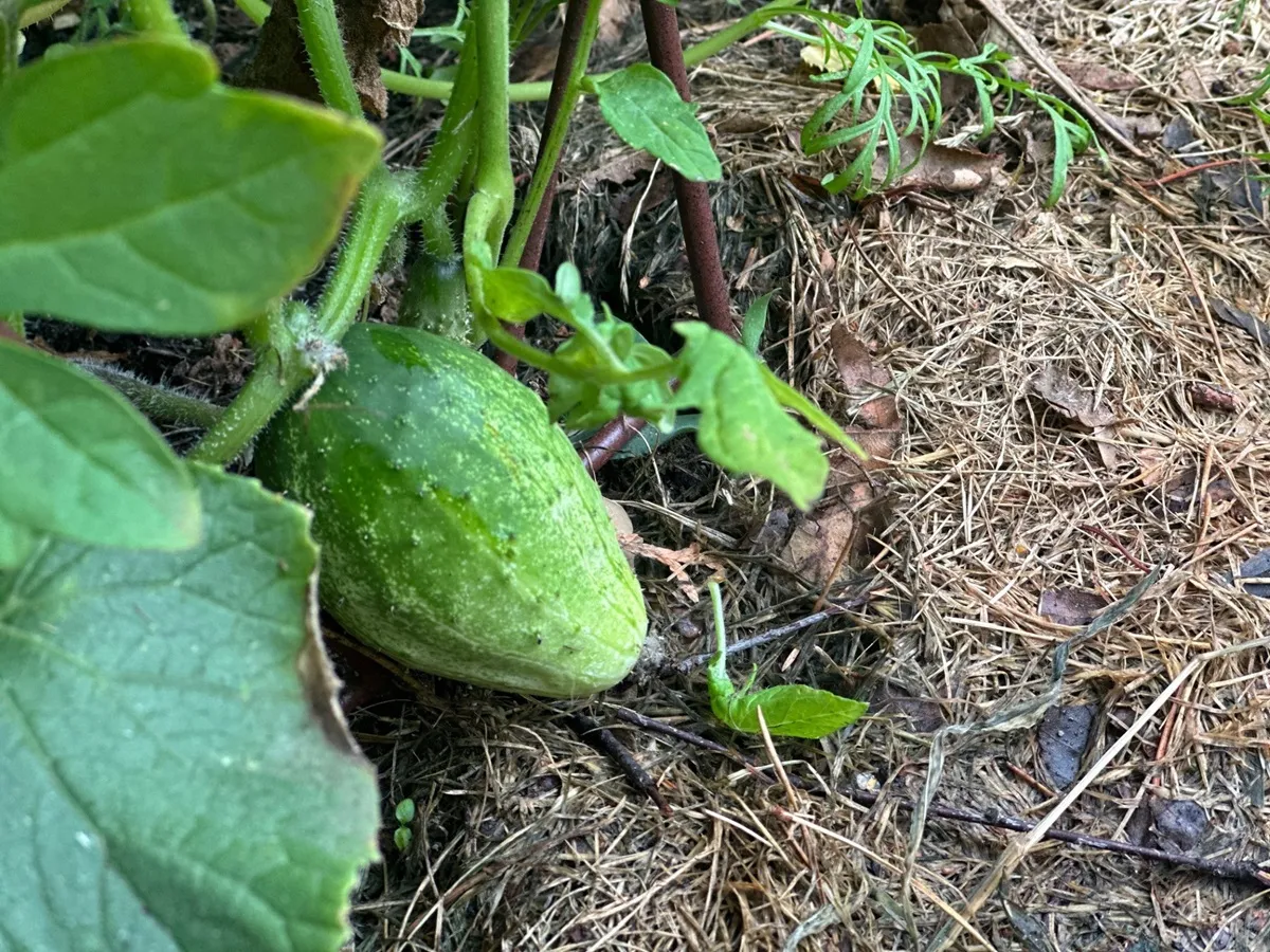 Dlaczego ogórki rosną grube, pękate, bulwiaste?