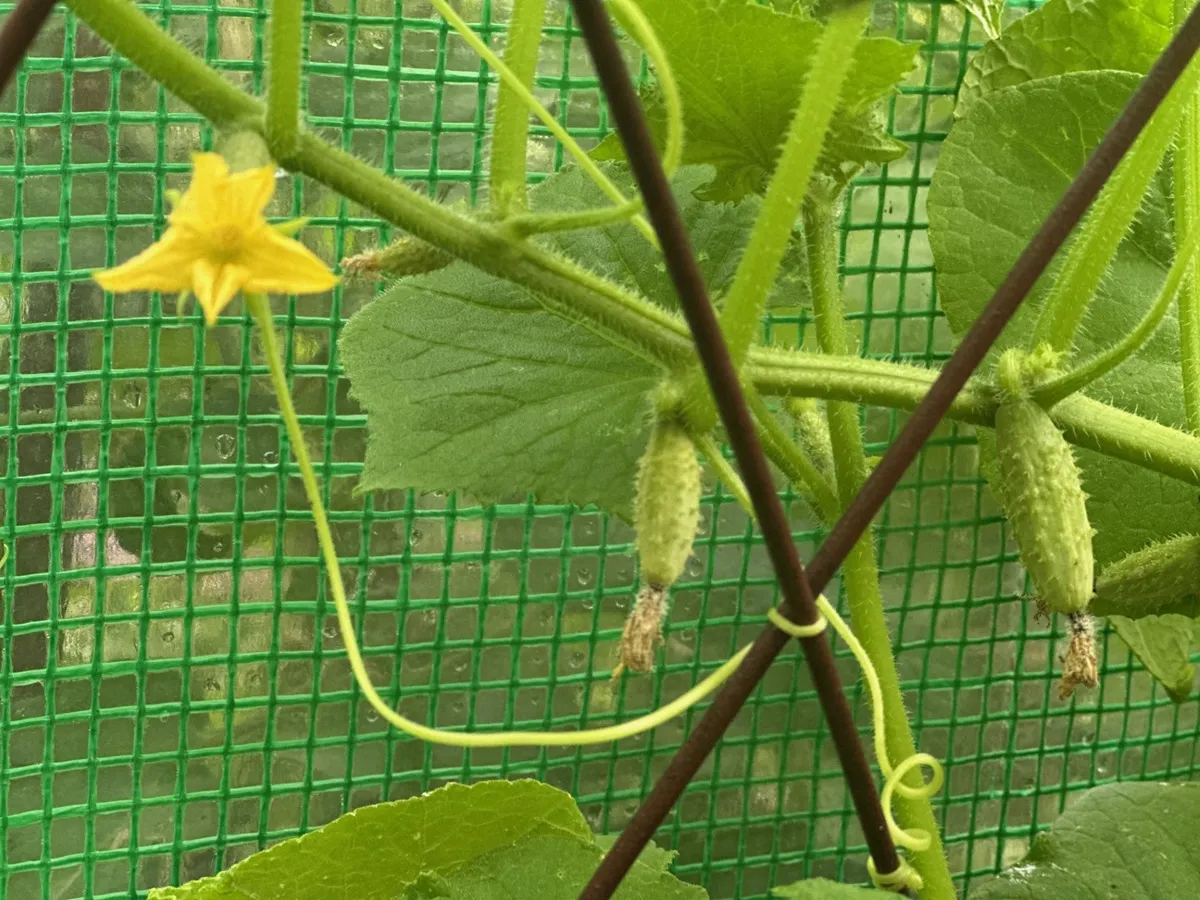 Dlaczego ogórki żółkną, robią się jasnozielone? [Owoce]