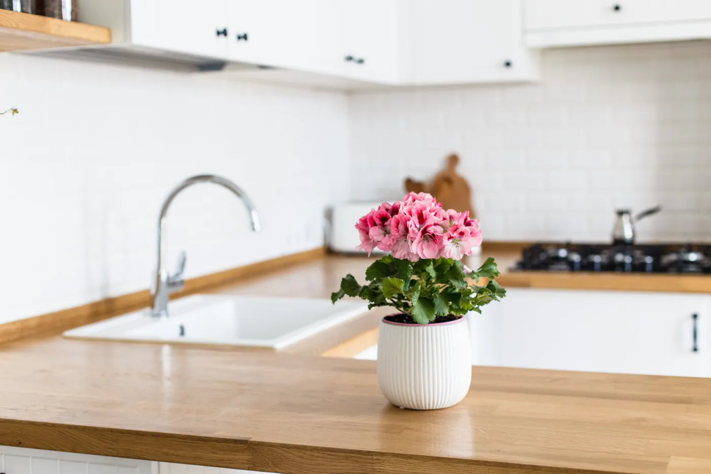 Ta roślina działa jak odświeżacz powietrza. Jej aromat redukuje napięcie i ułatwia zasypianie