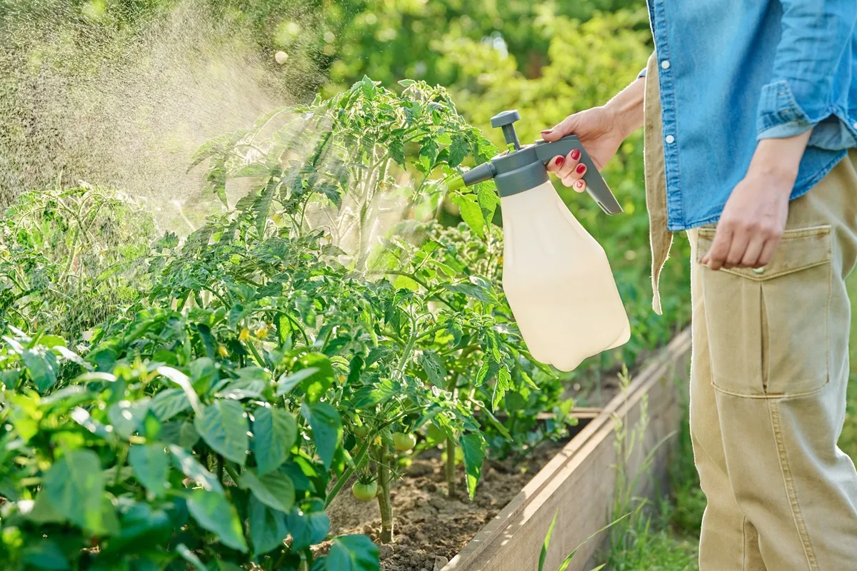 Jaki oprysk na pomidory? Chroni przed chorobami grzybowymi
