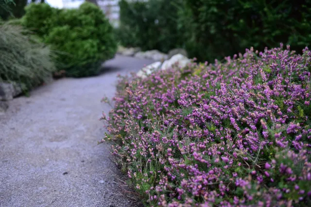 Jak nawozić wrzosy jesienią?