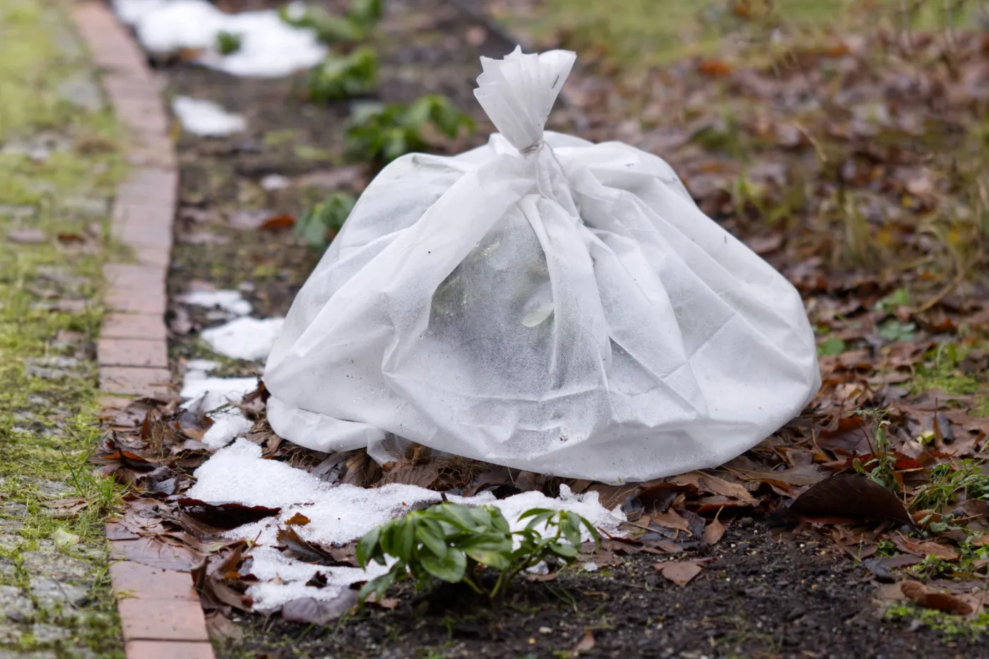 Ostre mrozy nadciągają. IMGW ostrzega ogrodników. Temperatura przy gruncie -20°C
