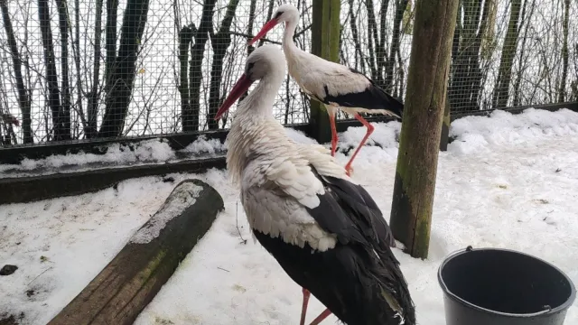 Krutek już jest. Leciał przez kraje ogarnięte wojną i wycieńczony dotarł do Polski