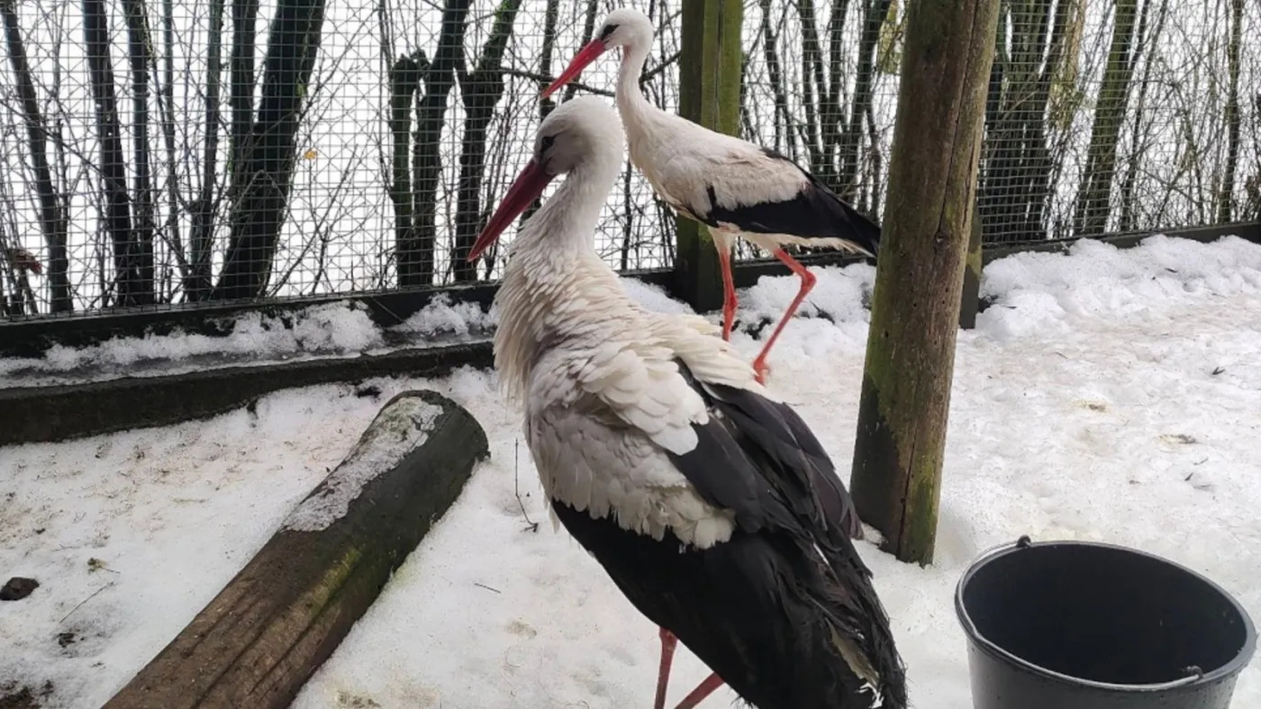 Krutek już jest. Leciał przez kraje ogarnięte wojną i wycieńczony dotarł do Polski