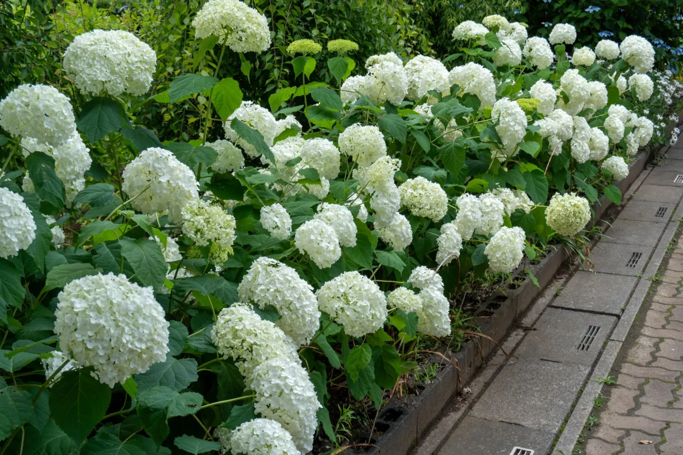 Zrób to z hortensjami w marcu, aby nie pokładały się latem. Sprytny patent usztywni łodygi i podtrzyma ciężkie kwiaty