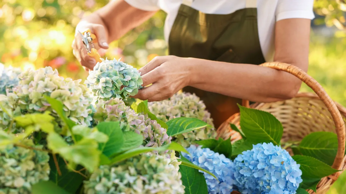 Czy przycinać hortensje jesienią? Kiedy ciąć hortensje bukietowe, ogrodowe i krzewiaste?