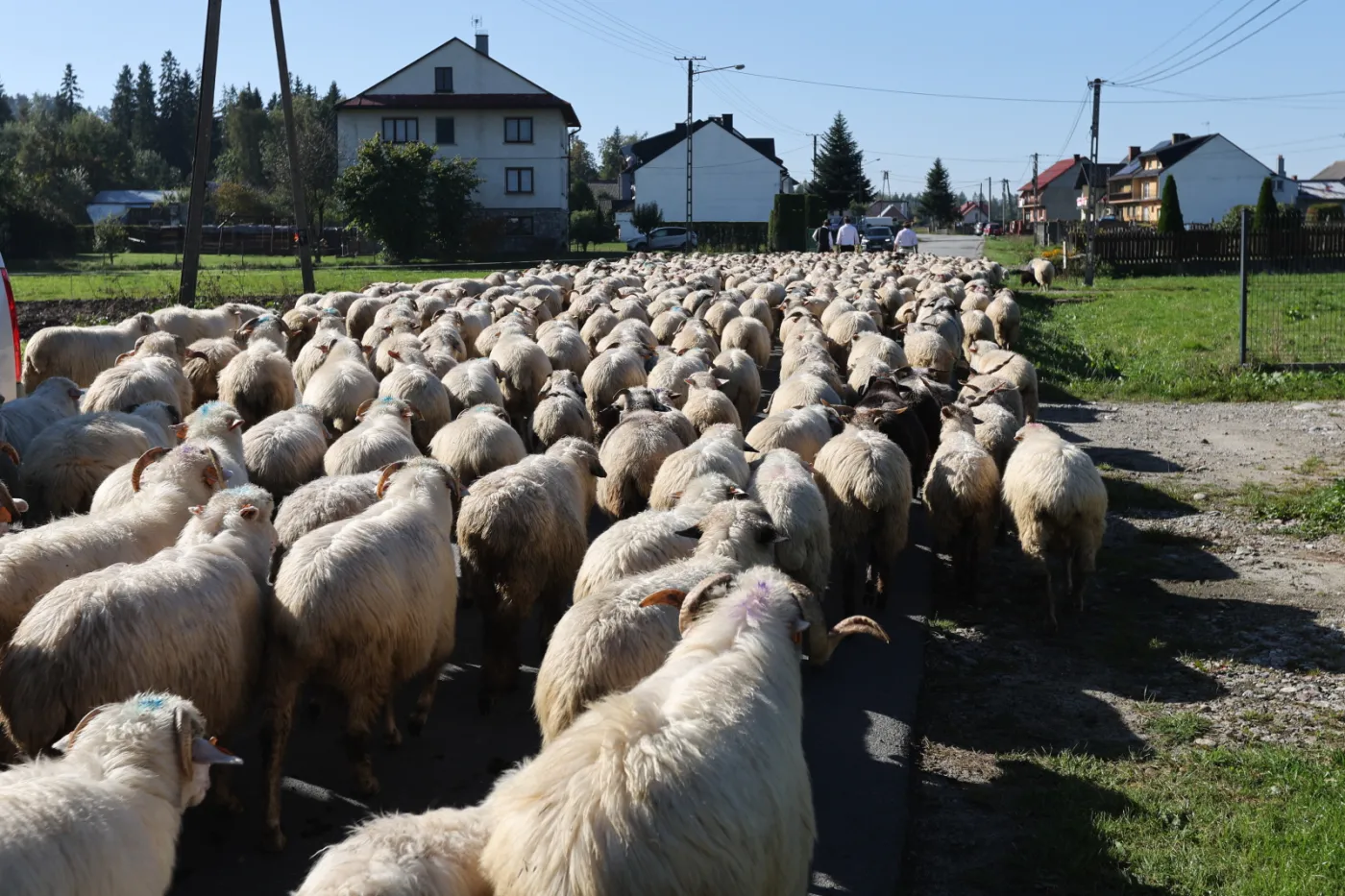 jesienny-redyk-we-wsi-nowa-biala-14-bm-po-letnim-wypasie-na-halach-owce-wracaja-do-zagrod-37955250.jpg
