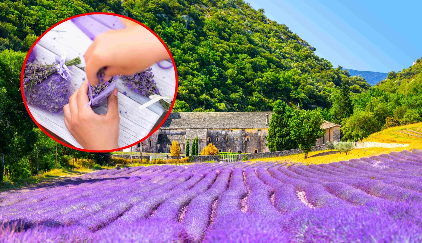 Rozsyp pod lawendą, a będzie mieć dużo kwiatów. Ten składnik masz w kuchni