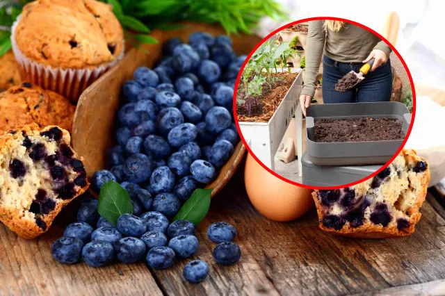 Podsyp borówkę amerykańską, a obsypie się owocami. Jeden nawóz jest szczególnie skuteczny