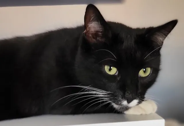 Czarny kot przynosi pecha? "Czarci pomiot" sam ma wielkiego pecha! [FOTO]