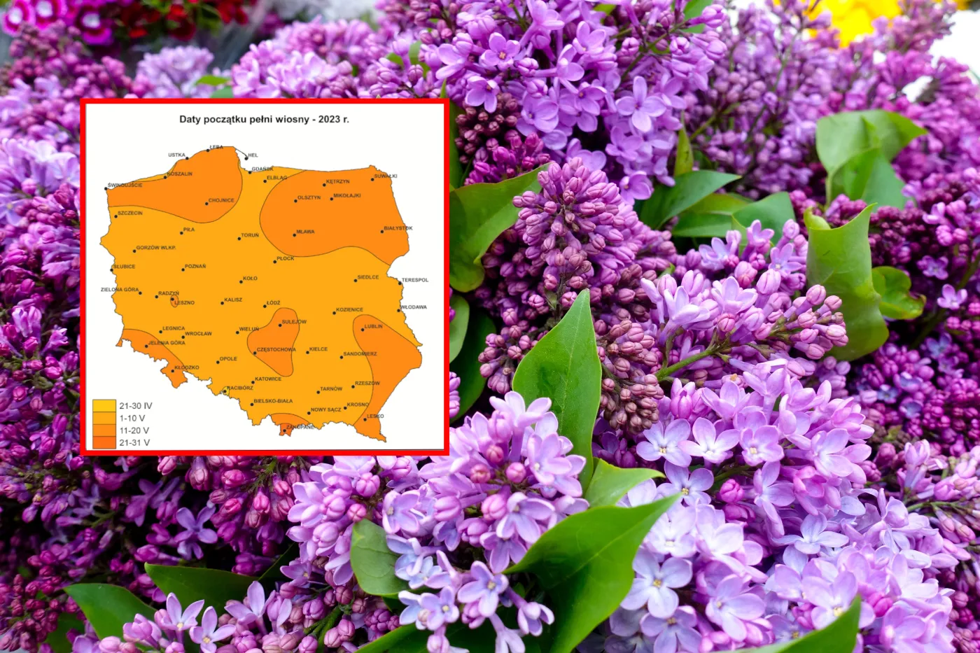 Te rośliny się pospieszyły. Dlaczego zakwitły miesiąc wcześniej?