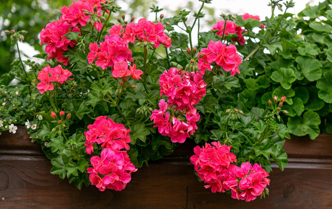 Błędy w nawożeniu pelargonii. Czego unikać, aby cieszyć się pięknymi kwiatami przez całe lato?
