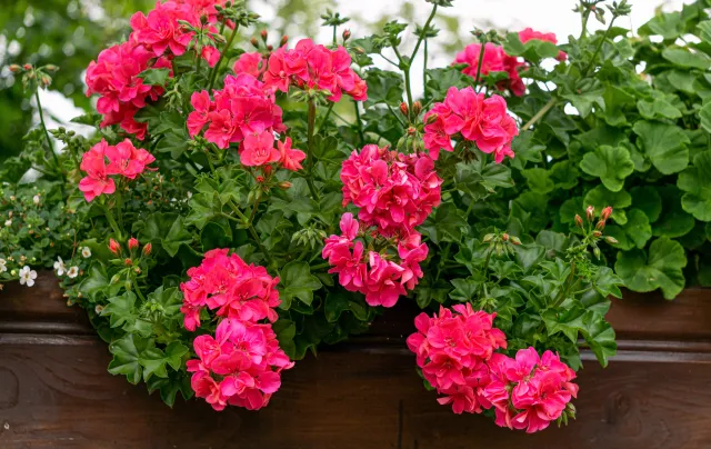 Błędy w nawożeniu pelargonii. Czego unikać, aby cieszyć się pięknymi kwiatami przez całe lato?