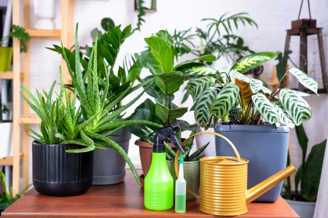 Nie masz ręki do roślin? Te kwiaty są banalnie proste w uprawie