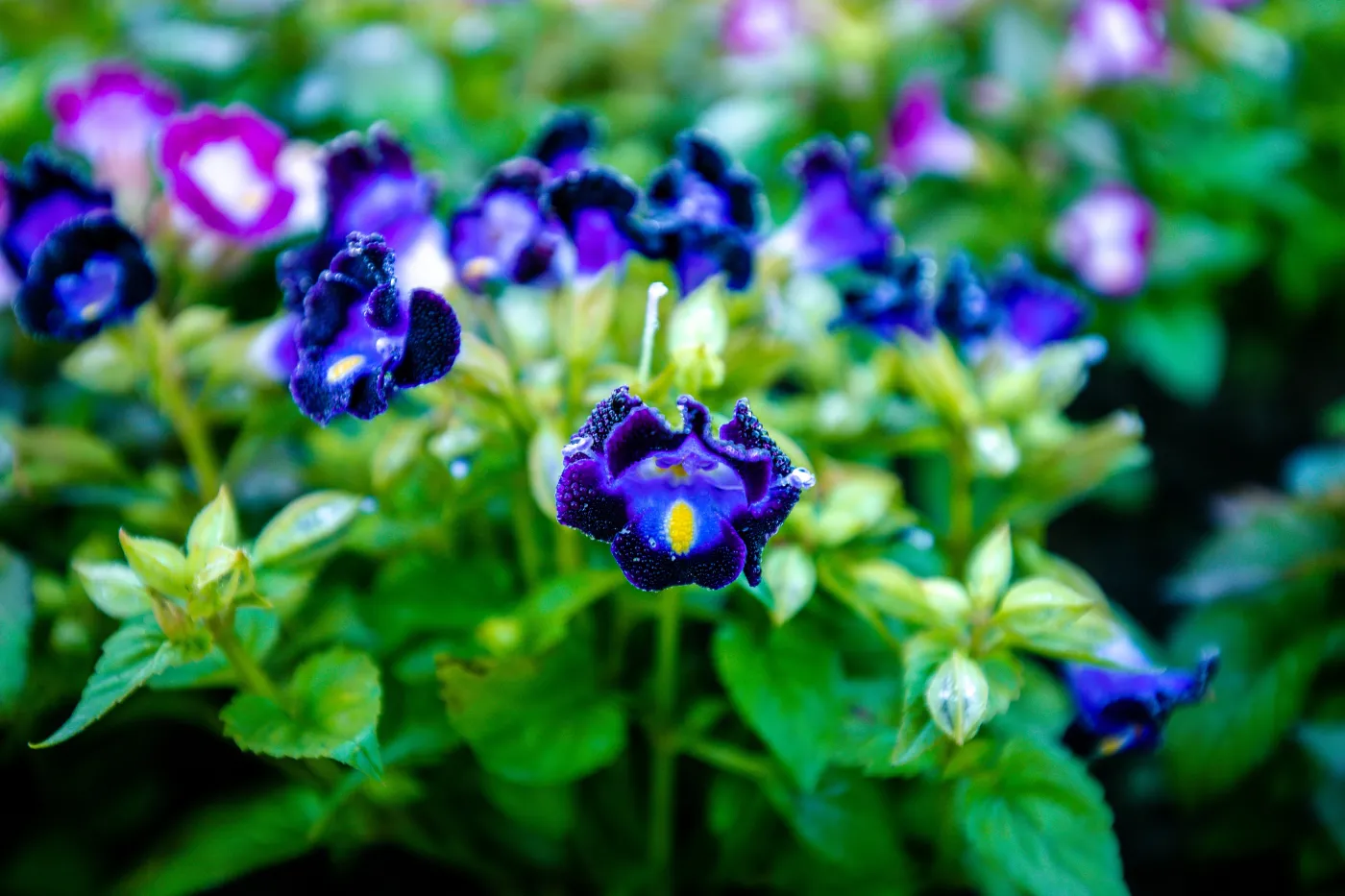 Torenia Fournieri zamiast bratków w ogrodzie Torenia,Fournieri,,The,Bluewings,Or,Wishbone,Flower.