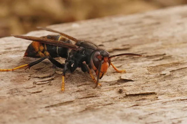 Szerszeń wleciał do domu. Co zrobić? Jak się go pozbyć?