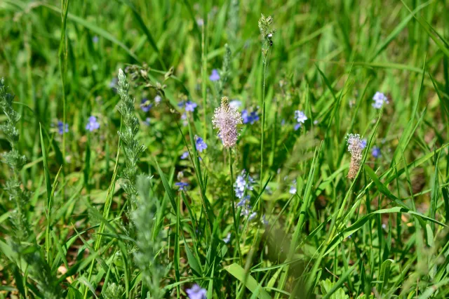 Działa lepiej niż siemię lniane. Oczyszcza jelita i sprawia, że brzuch jest płaski