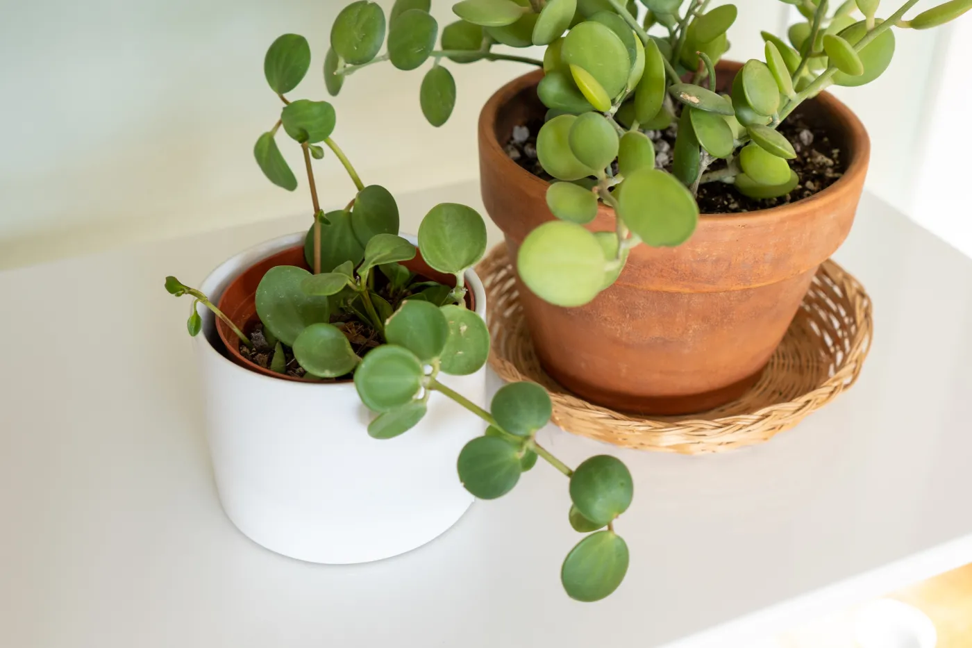 Drzewo pieniędzy Money Tree Peperomia,Hope,Houseplant,And,Xerosicyos,Danguyi,Silver,Dollar,Vine,On