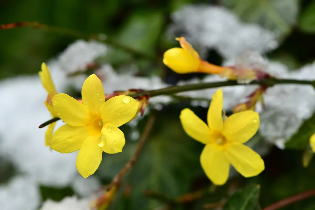 jasmin-nagokwiatowy-kwitnie-zima-krzew-zolty-zima-38300910.jpg