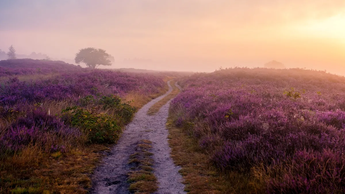 Wrzosy w donicy: w domu i na ślubie? Czy to pasuje? Są pewne przesądy, ukryte znaczenie i zabobony