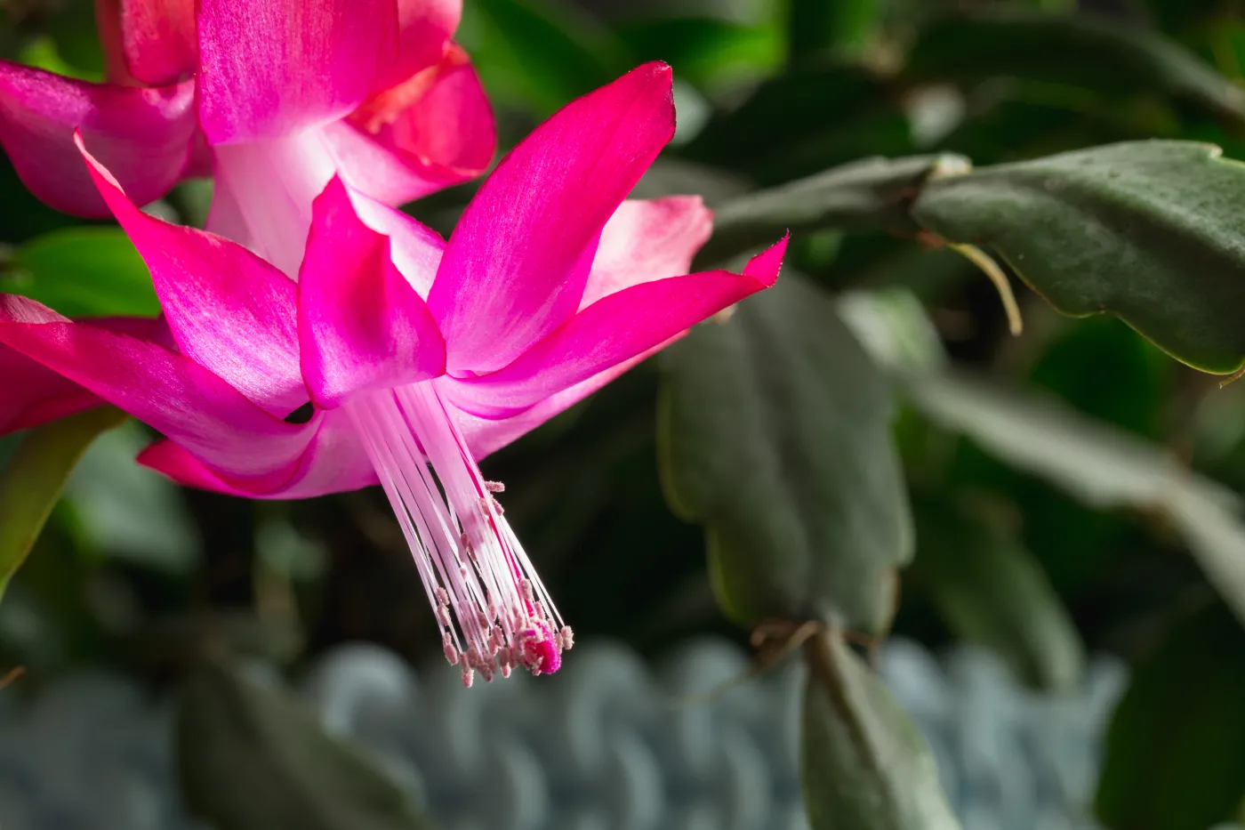 Christmas,Cactus,,Szlumbergera,,Colloquial,Name,Clover,,During,Flowering,,Macro,Close-up