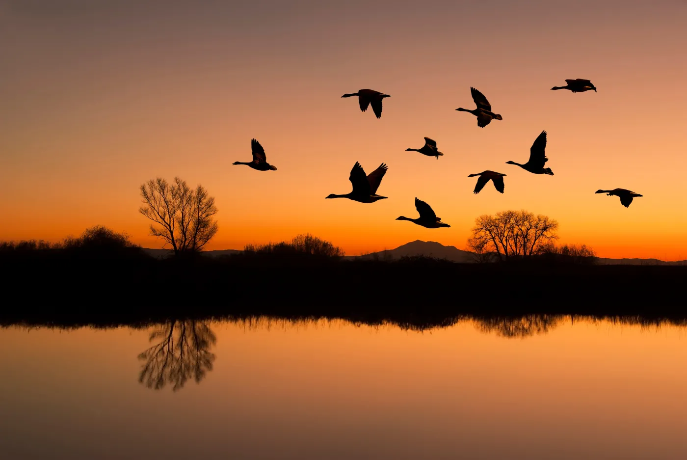 Ptaki odlatują na zimę anomalia Silhouetted,Canadian,Geese,Flying,At,Sundown,Over,Quiet,Winter,Pond
