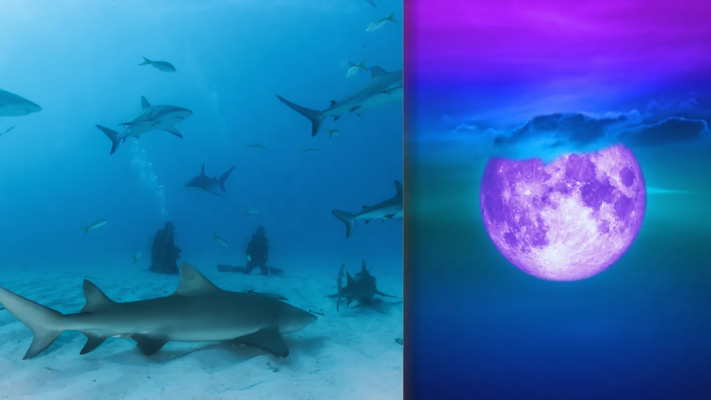 Tajemnicze zgromadzenia samic rekinów podczas pełni księżyca. Naukowcy są zszokowani