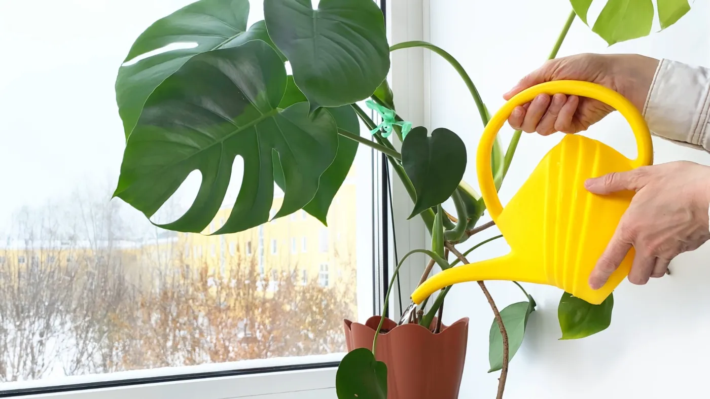 Pielęgnacja roślin doniczkowych jesienią i zimą. 4 najważniejsze zasady