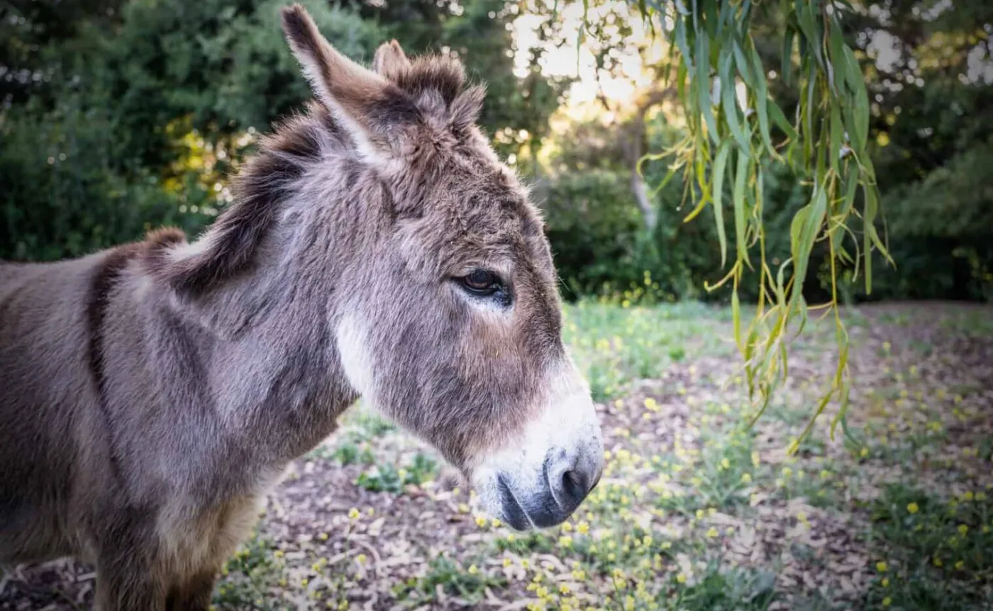 Zmarł osiołek, który zainspirował Osła ze "Shreka"