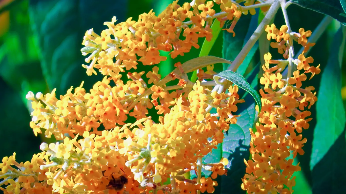 Budleja Dawida czyli motyli krzew - zobacz zdjęcia