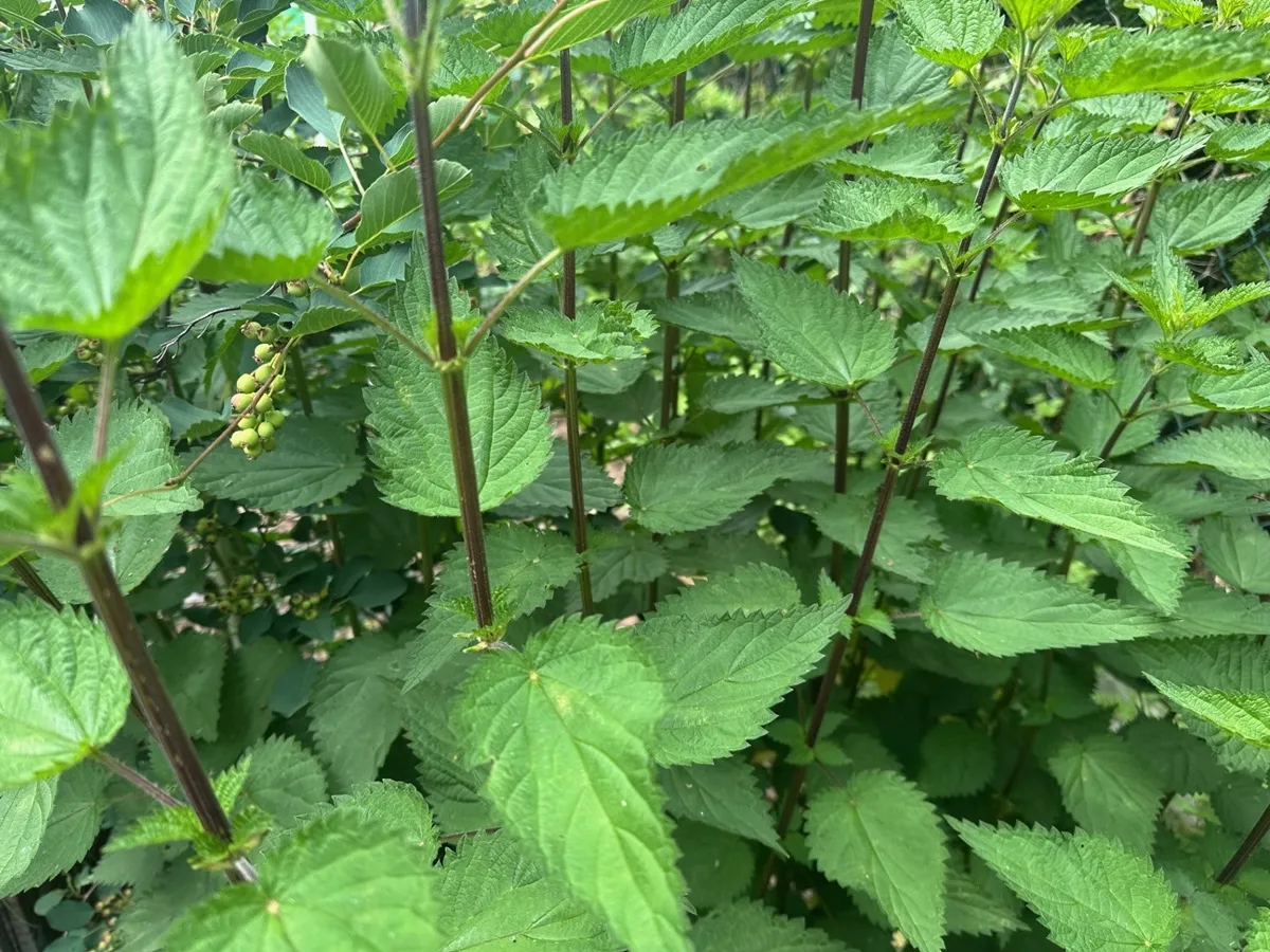 Jak zrobić gnojówkę z pokrzyw na pomidory? Sprawdź, kiedy zrywać pokrzywę