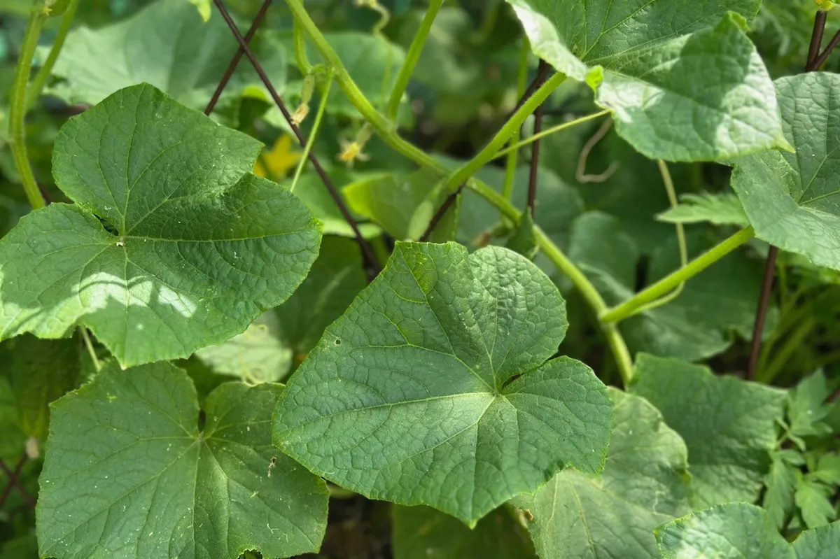 Czym pryskać mączniaka na ogórkach? Domowy sposób zwalczania