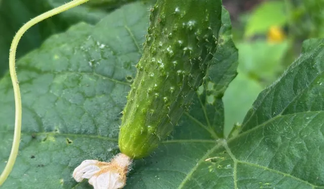 Ogórki w ogrodzie - dlaczego woda ma takie znaczenie? [uprawa, stanowisko, ziemia, nawóz]